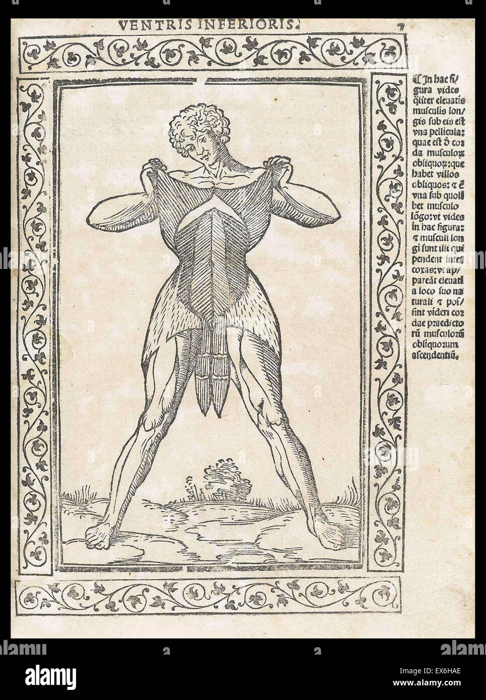 Anatomical illustration from 'Isagogae breues, perlucidae ac uberrimae, in anatomiam humani corporis a communi medicorum academia usitatam' by Jacopo Berengario da Carpi, Bologna 1523. Stock Photo