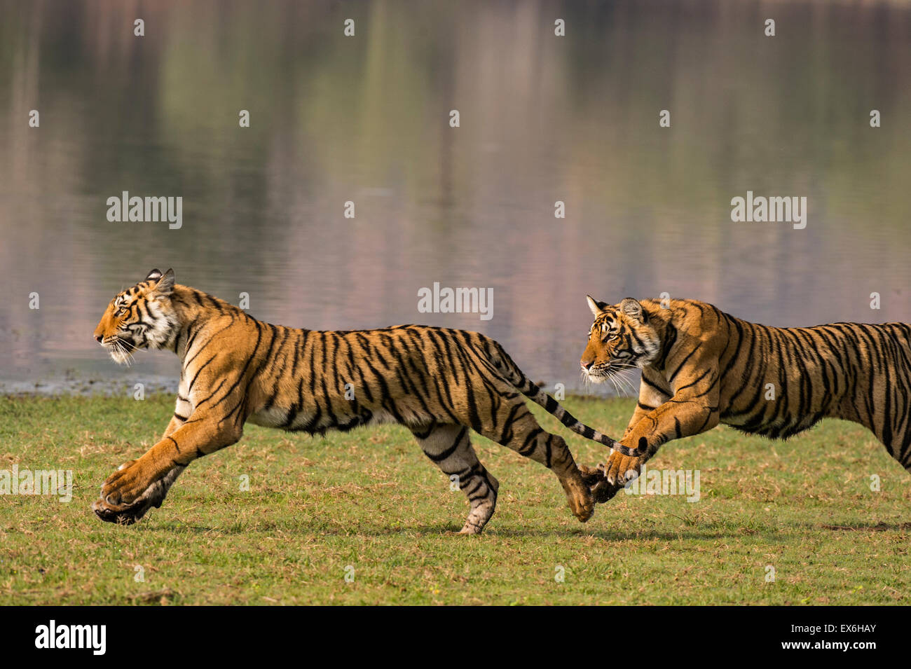 siberian tiger speed