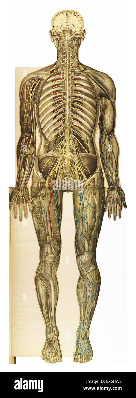 Anatomical illustrationfrom 'Le corps humain et grandeur naturelle', published by Bougle? (Paris 1899) Stock Photo