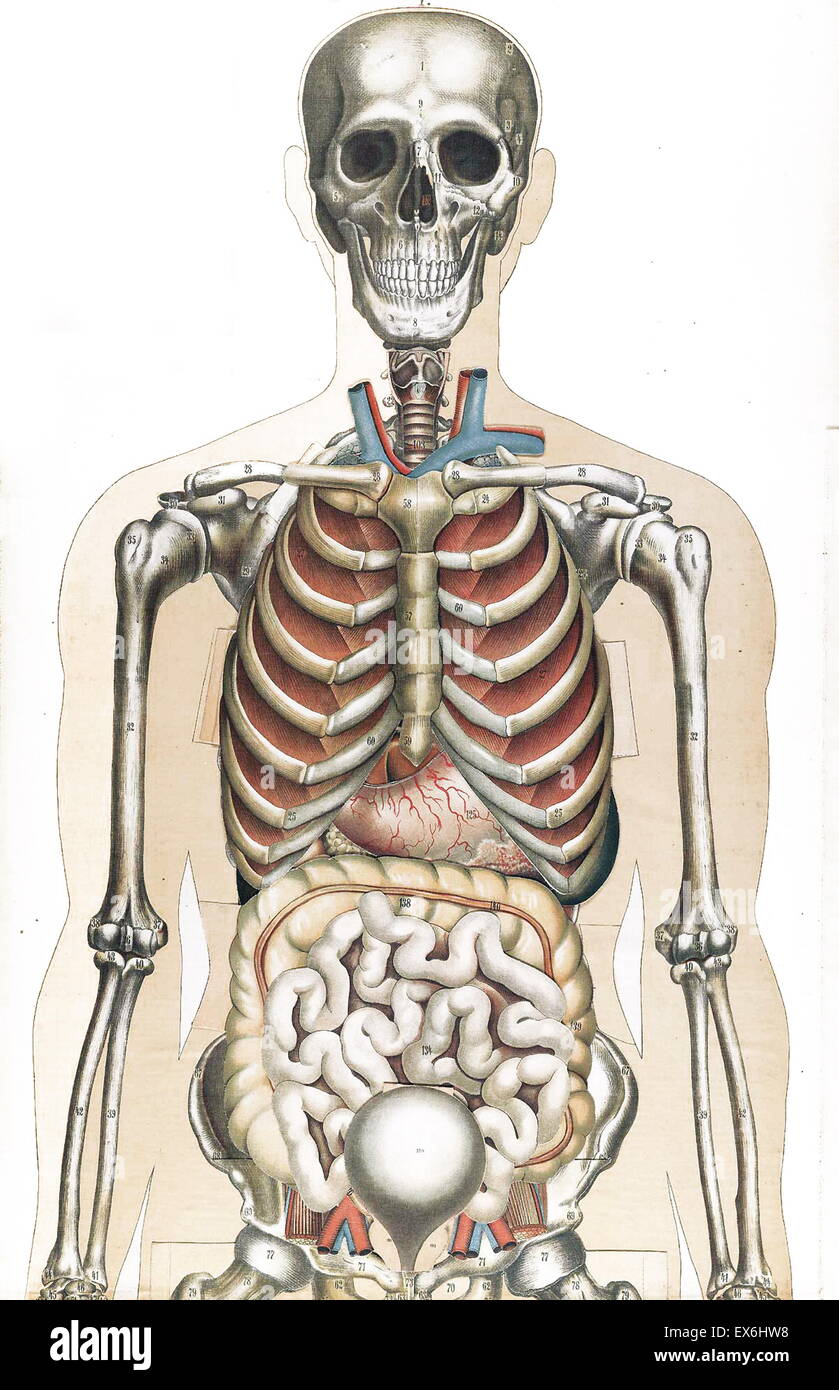 Anatomical illustrationfrom 'Le corps humain et grandeur naturelle', published by Bougle? (Paris 1899) Stock Photo