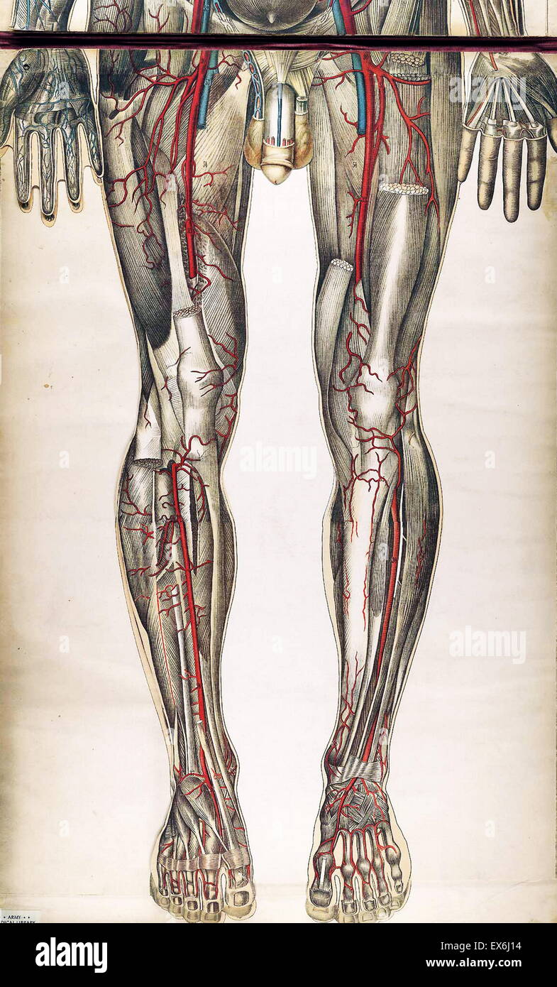 Anatomical illustrationfrom 'Le corps humain et grandeur naturelle', published by Bougle? (Paris 1899) Stock Photo