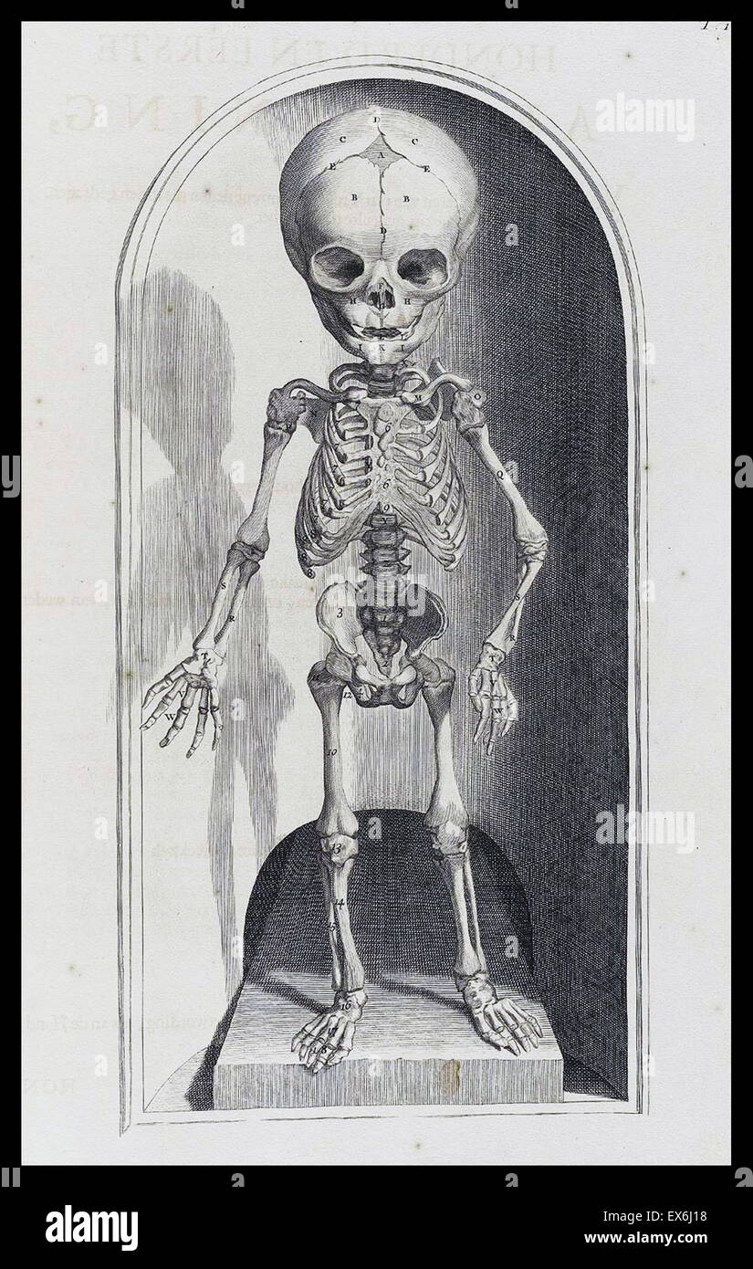 Illustrations by Govard Bidloo, from the anatomy textbook 'Ontleding des menschelyken Lichaams'. (Amsterdam 1690).Govard Bidloo was born in Amsterdam in 1649 and became professor of anatomy at The Hague from 1688 to 1695 Stock Photo