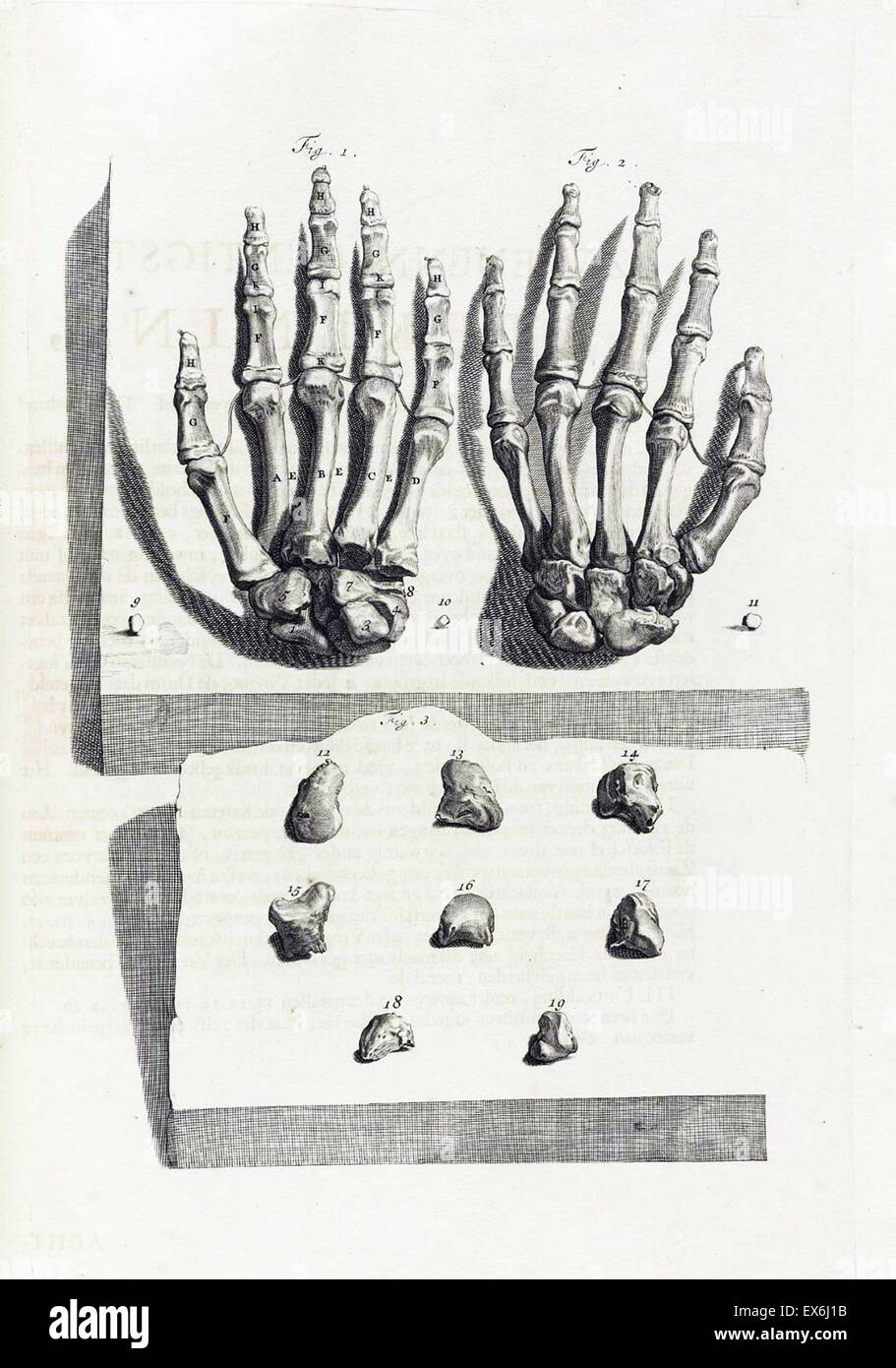 Illustrations by Govard Bidloo, from the anatomy textbook 'Ontleding des menschelyken Lichaams'. (Amsterdam 1690).Govard Bidloo was born in Amsterdam in 1649 and became professor of anatomy at The Hague from 1688 to 1696 Stock Photo