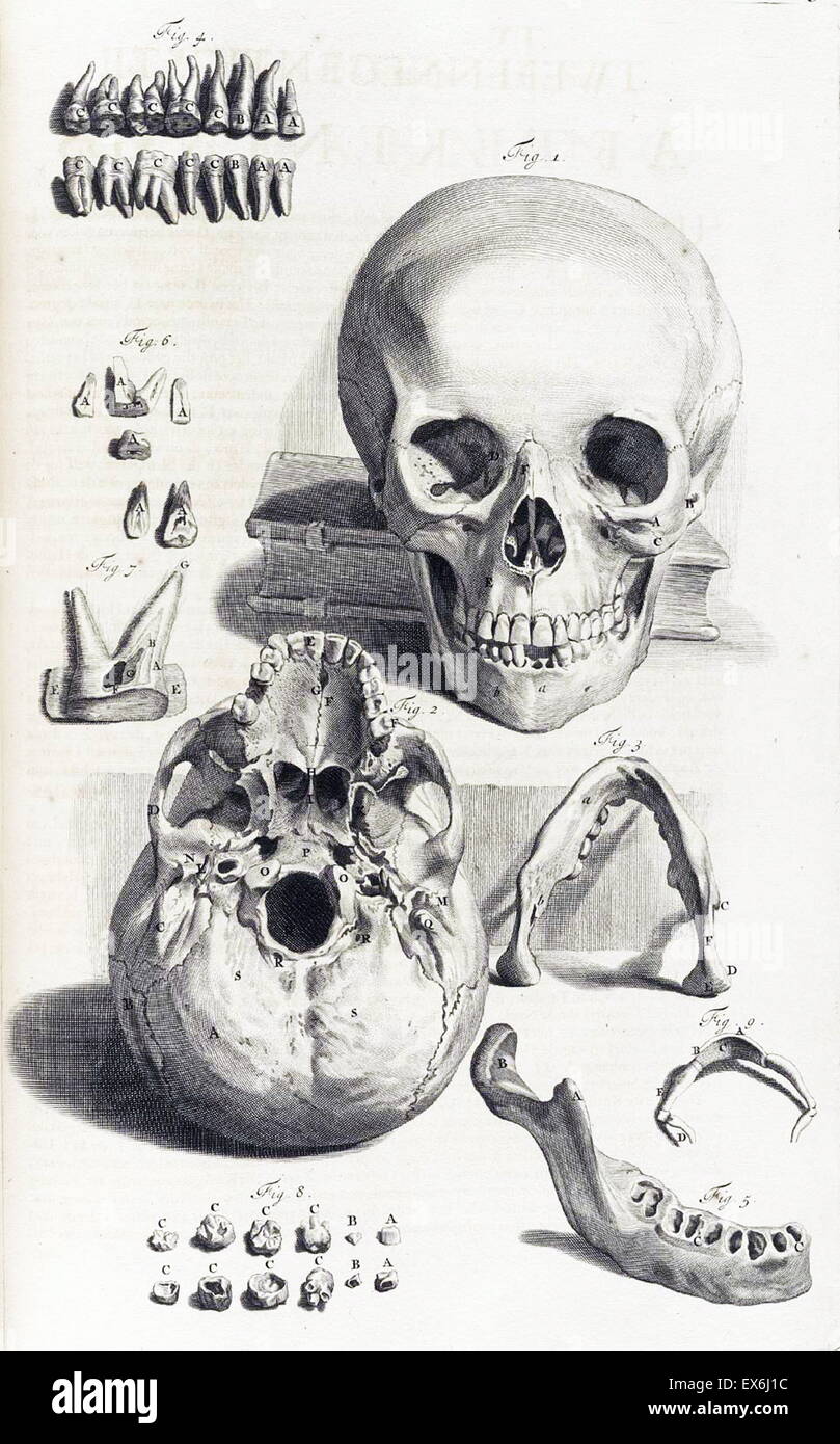 Illustrations by Govard Bidloo, from the anatomy textbook 'Ontleding des menschelyken Lichaams'. (Amsterdam 1690).Govard Bidloo was born in Amsterdam in 1649 and became professor of anatomy at The Hague from 1688 to 1697 Stock Photo