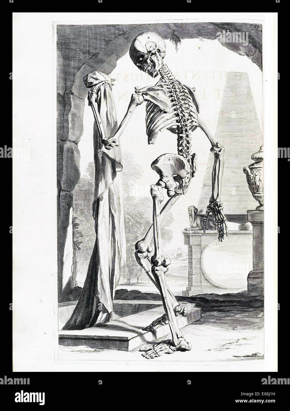 Illustrations by Govard Bidloo, from the anatomy textbook 'Ontleding des menschelyken Lichaams'. (Amsterdam 1690).Govard Bidloo was born in Amsterdam in 1649 and became professor of anatomy at The Hague from 1688 to 1701 Stock Photo