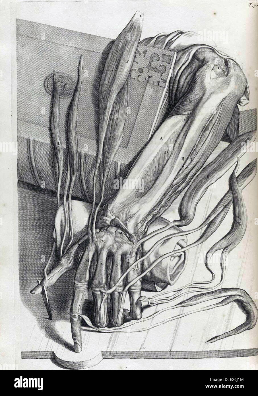 Illustrations by Govard Bidloo, from the anatomy textbook 'Ontleding des menschelyken Lichaams'. (Amsterdam 1690).Govard Bidloo was born in Amsterdam in 1649 and became professor of anatomy at The Hague from 1688 to 1703 Stock Photo