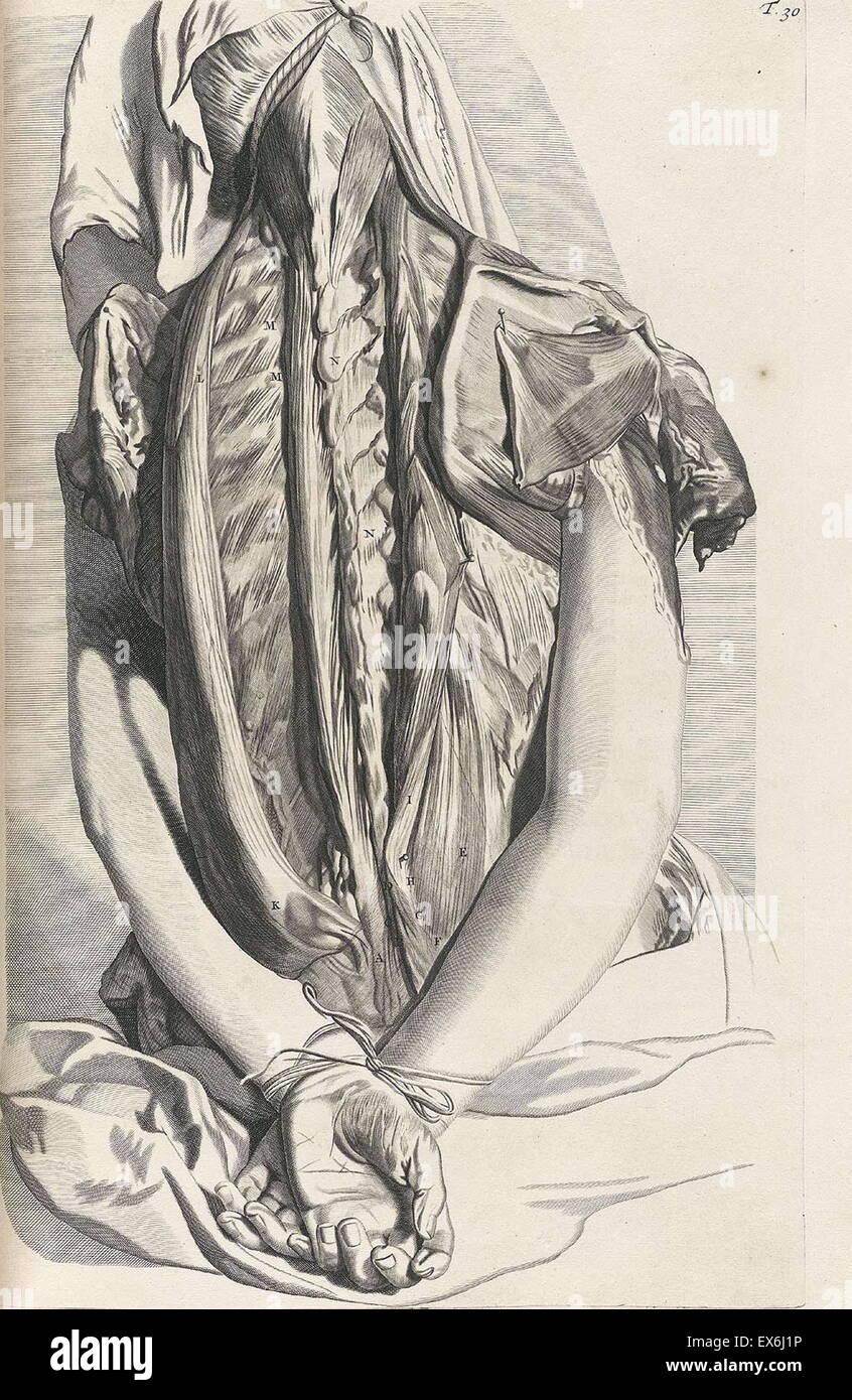 Illustrations by Govard Bidloo, from the anatomy textbook 'Ontleding des menschelyken Lichaams'. (Amsterdam 1690).Govard Bidloo was born in Amsterdam in 1649 and became professor of anatomy at The Hague from 1688 to 1705 Stock Photo