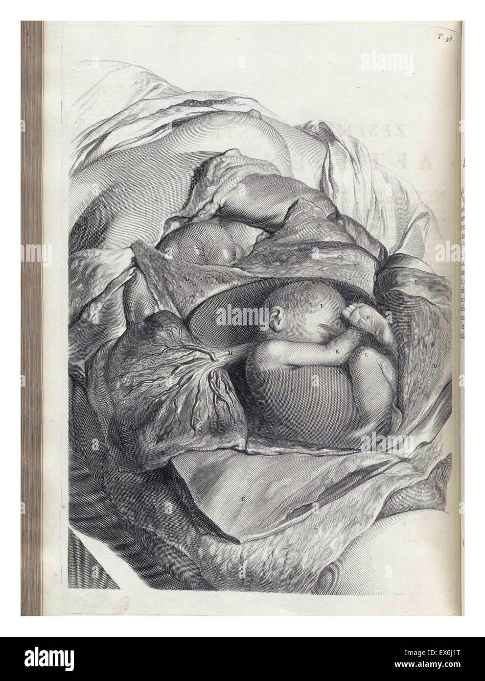 Illustrations by Govard Bidloo, from the anatomy textbook 'Ontleding des menschelyken Lichaams'. (Amsterdam 1690).Govard Bidloo was born in Amsterdam in 1649 and became professor of anatomy at The Hague from 1688 to 1707 Stock Photo