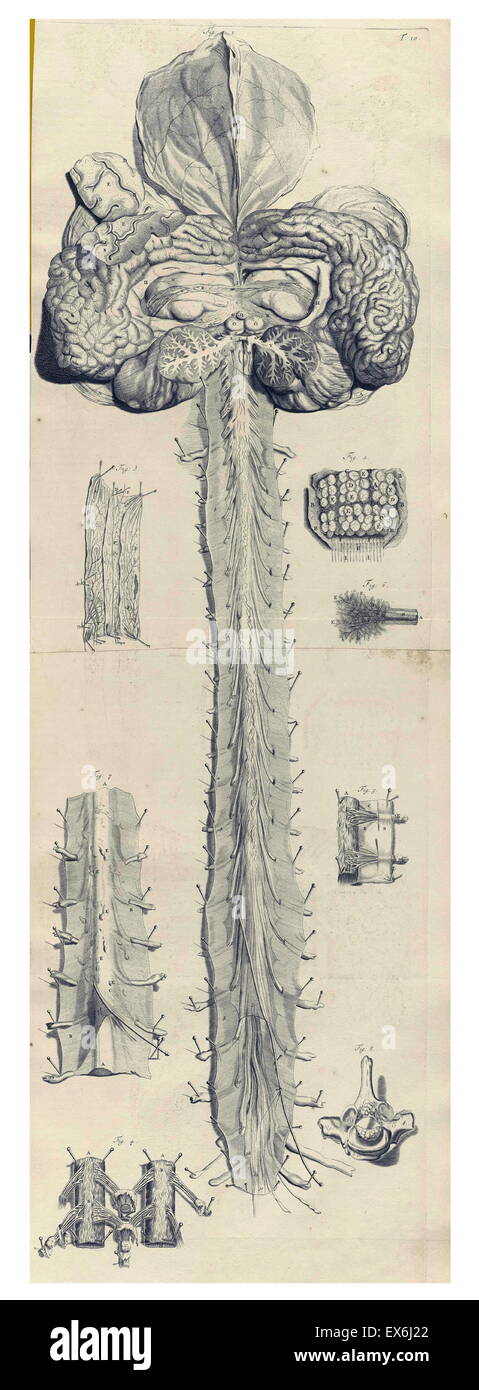 Illustrations by Govard Bidloo, from the anatomy textbook 'Ontleding des menschelyken Lichaams'. (Amsterdam 1690).Govard Bidloo was born in Amsterdam in 1649 and became professor of anatomy at The Hague from 1688 to 1711 Stock Photo