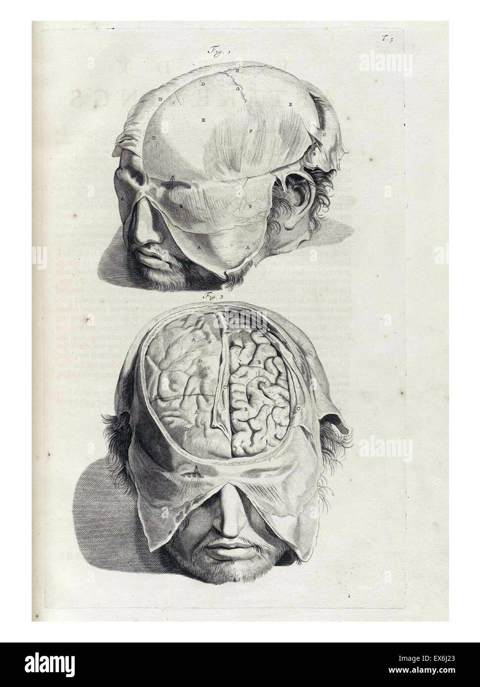 Illustrations by Govard Bidloo, from the anatomy textbook 'Ontleding des menschelyken Lichaams'. (Amsterdam 1690).Govard Bidloo was born in Amsterdam in 1649 and became professor of anatomy at The Hague from 1688 to 1712 Stock Photo