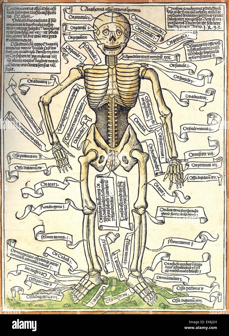 the earliest printed medical illustration: a human skeleton printed in Nuremberg in 1493 Stock Photo
