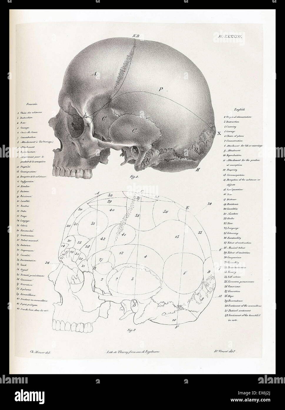 illustration from 'Traitè de phrénologie humaine et comparée (Paris, 1832-1835); by Joseph Vimont 1795 - 1857. phrenology was founded in the early 19th century by Franz Josef Gall (1758-1828). It holds that different intelligences and personality traits h Stock Photo