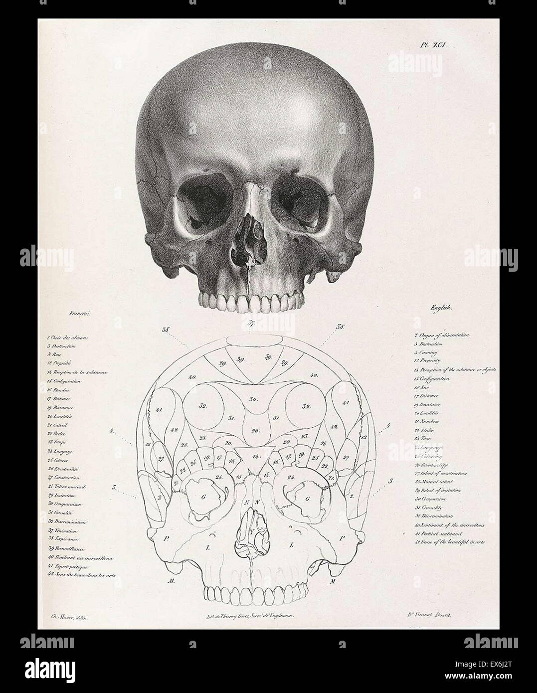 illustration from 'Traitè de phrénologie humaine et comparée (Paris, 1832-1835); by Joseph Vimont 1795 - 1857. phrenology was founded in the early 19th century by Franz Josef Gall (1758-1828). It holds that different intelligences and personality traits h Stock Photo