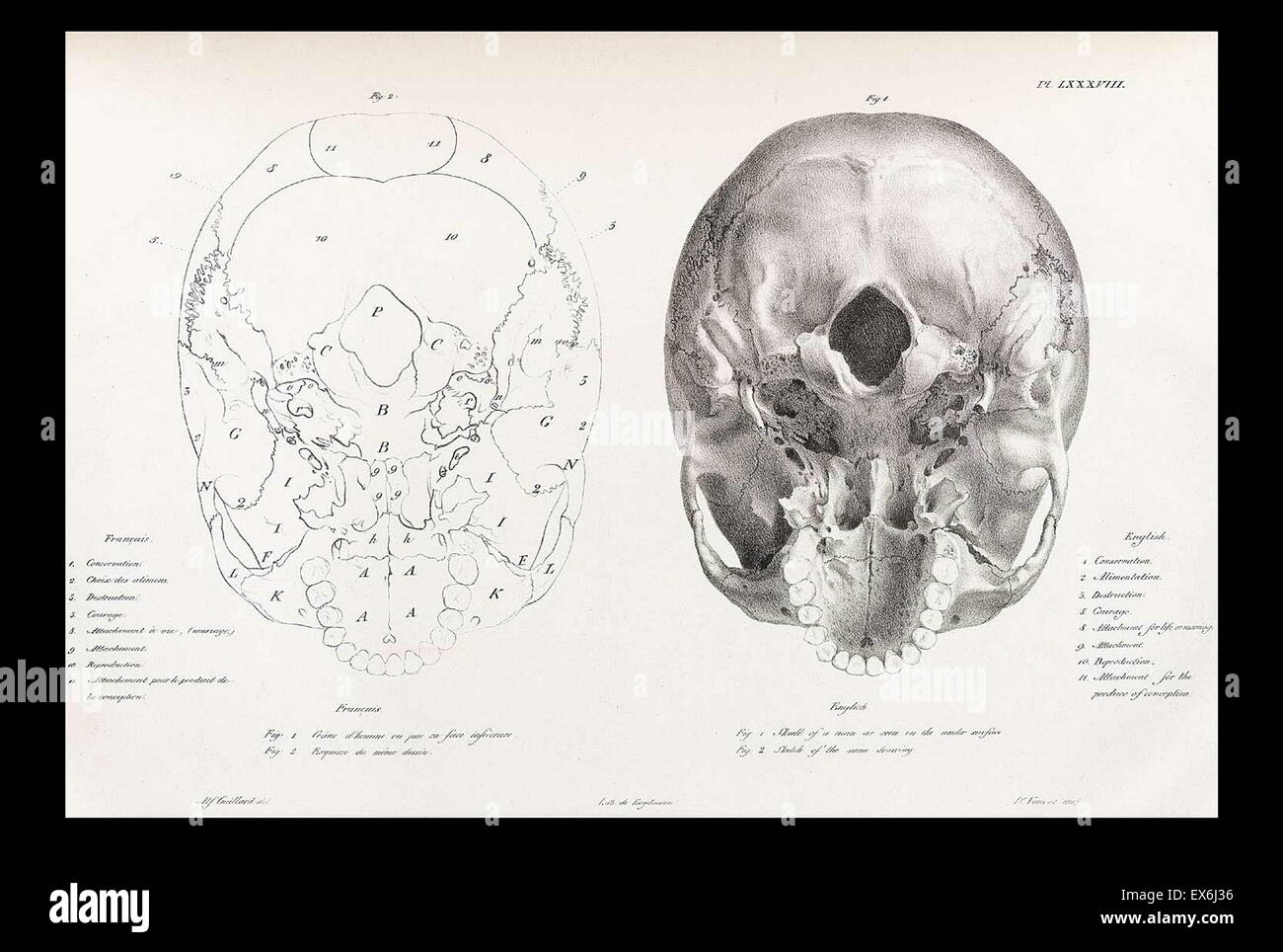 illustration from 'Traitè de phrénologie humaine et comparée (Paris, 1832-1835); by Joseph Vimont 1795 - 1857. phrenology was founded in the early 19th century by Franz Josef Gall (1758-1828). It holds that different intelligences and personality traits h Stock Photo