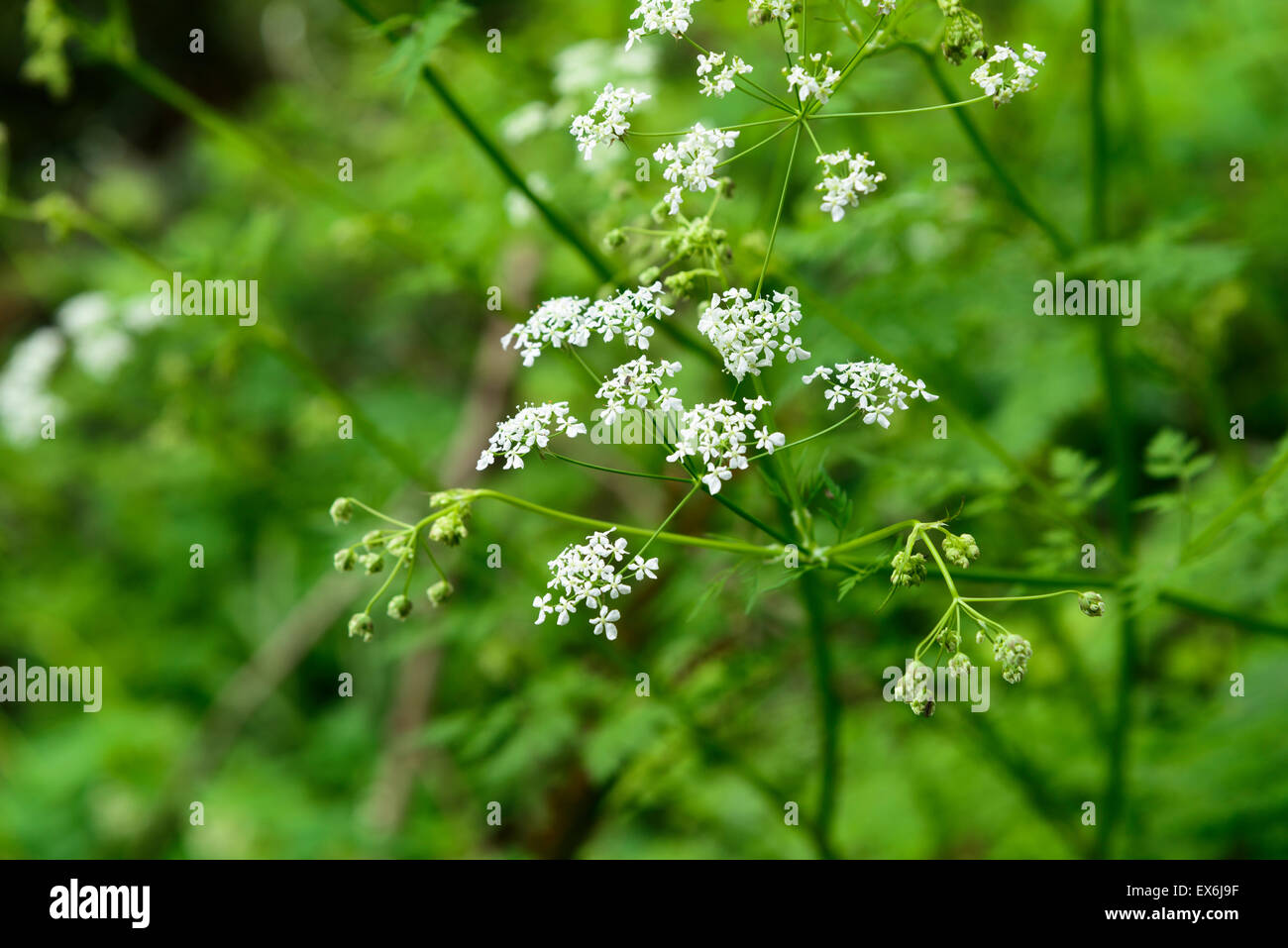 wild angelica acutiloba flowers in a outdoor in Jeju Island Stock Photo