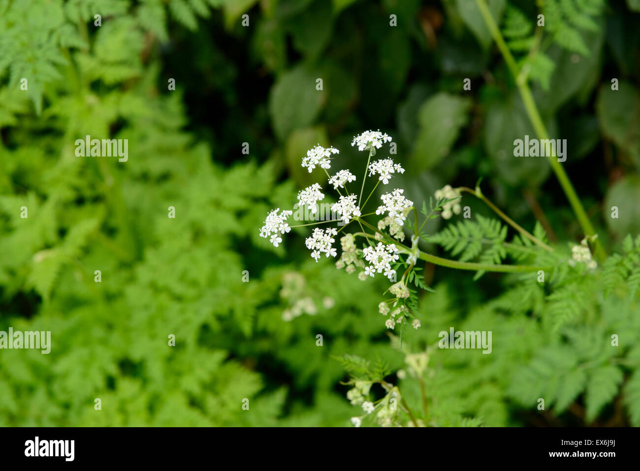 wild angelica acutiloba flowers in a outdoor in Jeju Island Stock Photo