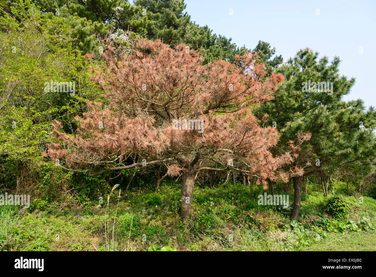 Young Pine tree die from a disease in a oudoor Stock Photo
