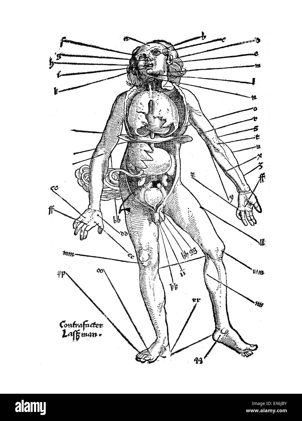 Anatomical illustrations from 'Feldbuch der Wundarzney (Field book of surgery' 1517. The book was authored by Hans von Gersdorff, (1455 - 1529) a German surgeon. Stock Photo