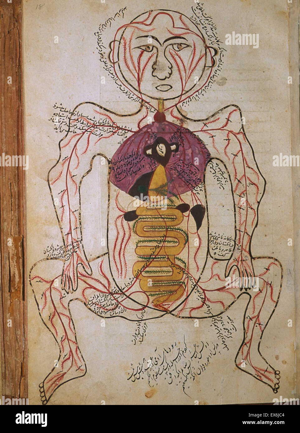 Illustration from 'Tashrih-i badan-I insan [Anatomy of the Human Body]' a Persian medical text (ca. 1390); by Mansur ibn Muhammad ibn Ahmad ibn Yusuf ibn Ilyas. this illustrated treatise, often called Mansur's Anatomy (Tashrih-i Mansur-I), was dedicated t Stock Photo