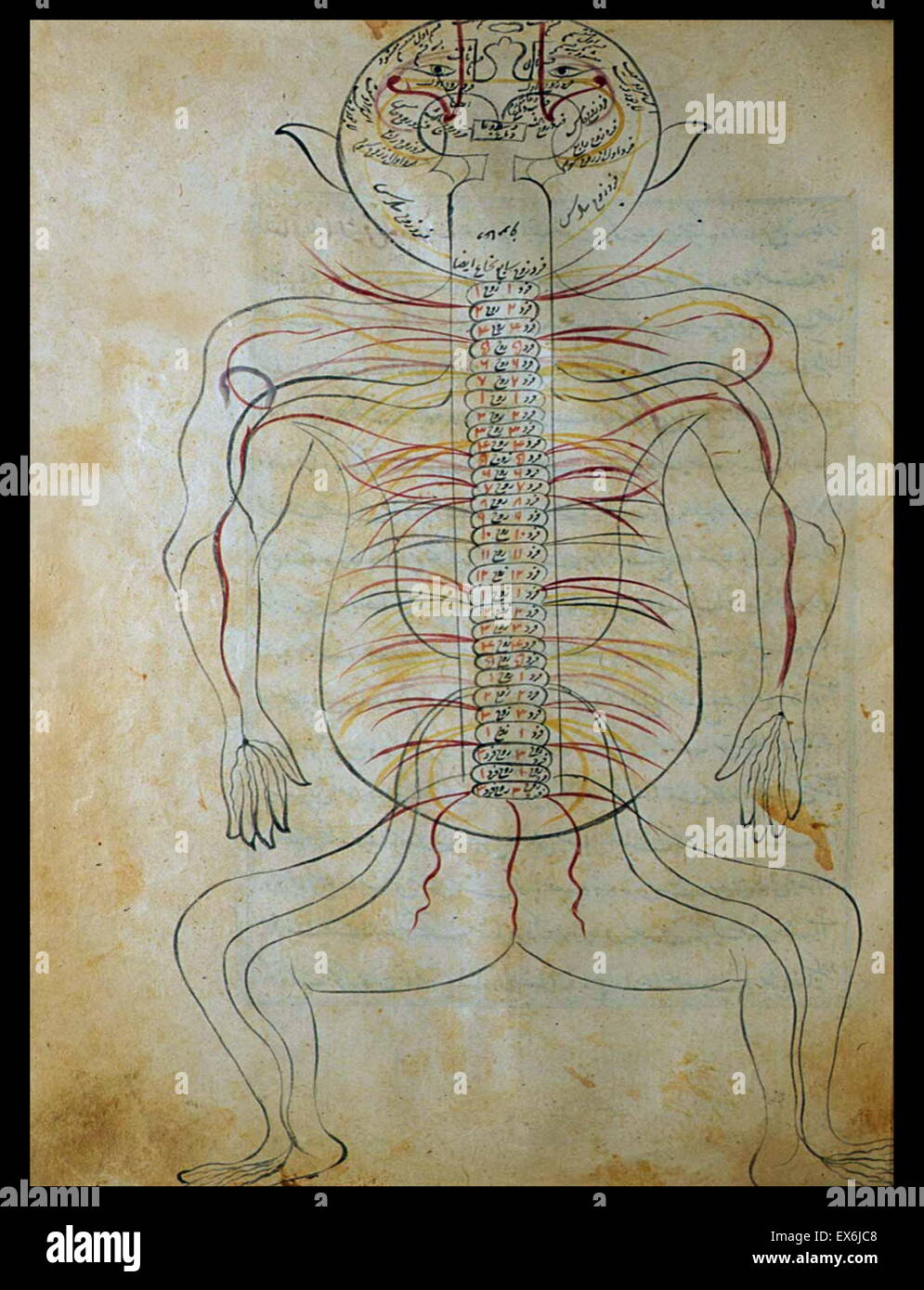 Illustration from 'Tashrih-i badan-I insan [Anatomy of the Human Body]' a Persian medical text (ca. 1390); by Mansur ibn Muhammad ibn Ahmad ibn Yusuf ibn Ilyas. this illustrated treatise, often called Mansur's Anatomy (Tashrih-i Mansur-I), was dedicated t Stock Photo