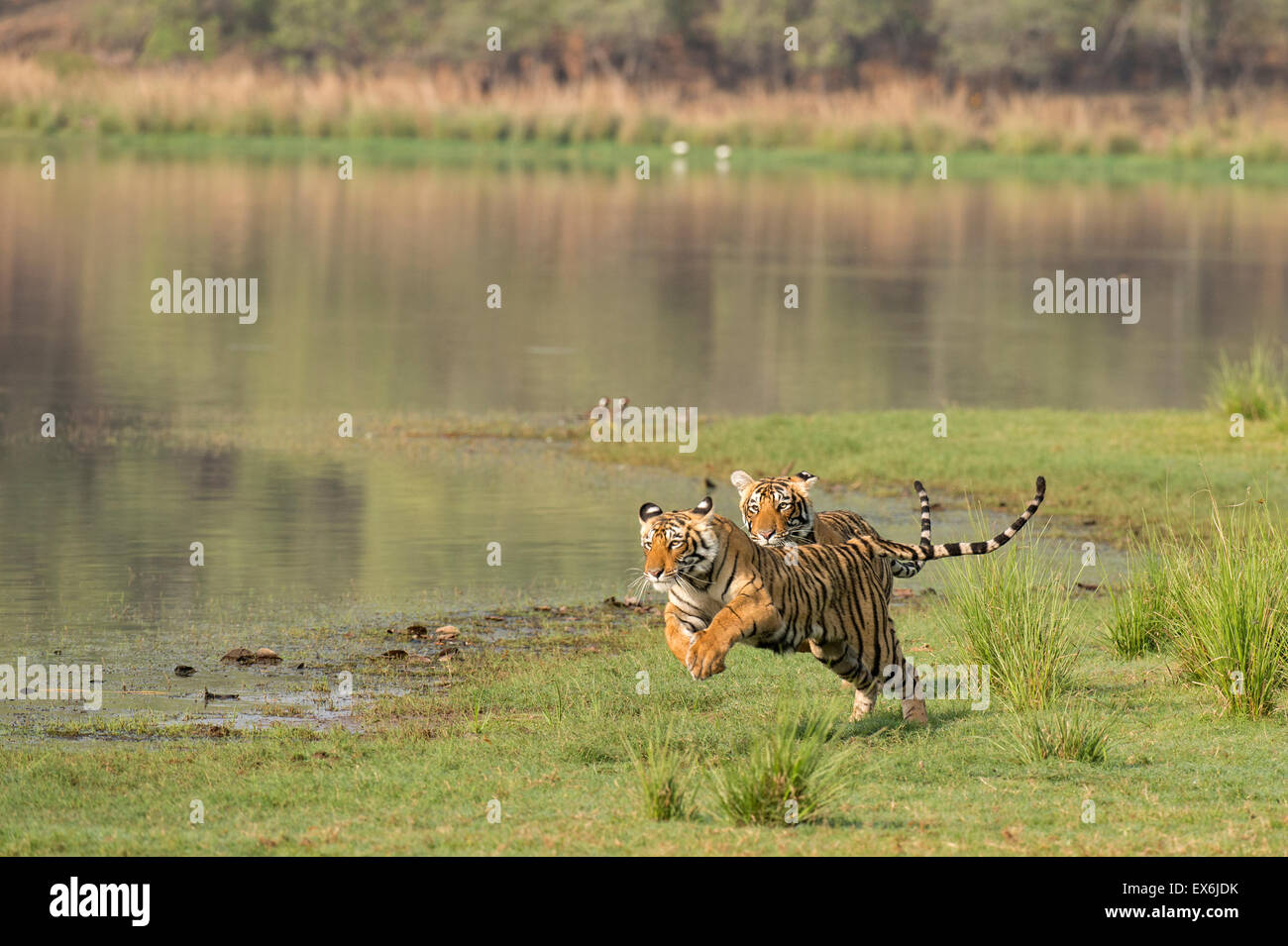 Two wild Bengal juvenile tigers running at full speed along the shore of a lake in Ranthambhore national park of India Stock Photo