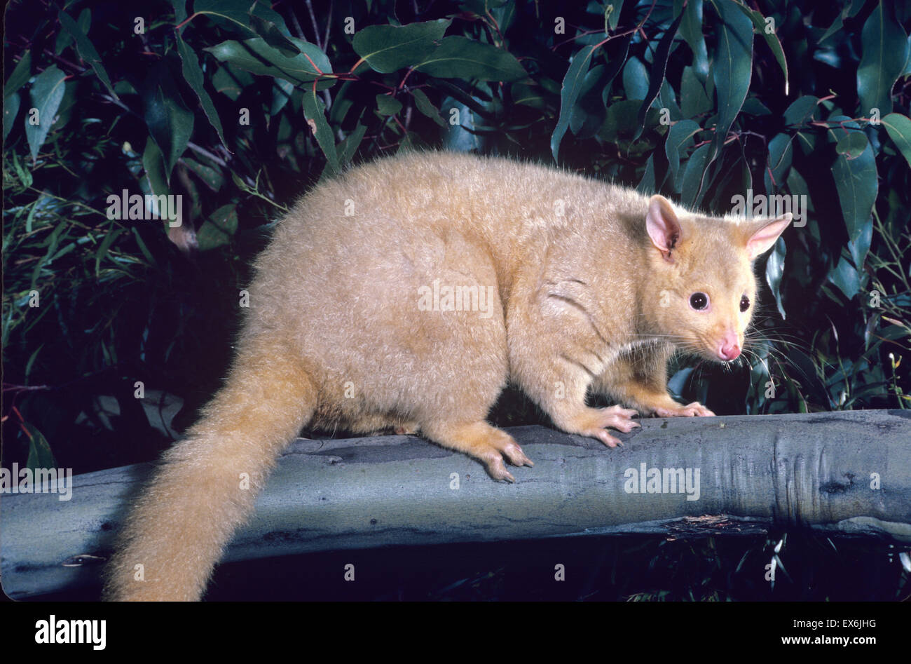 Golden Brushtail Possum High Resolution Stock Photography And Images Alamy
