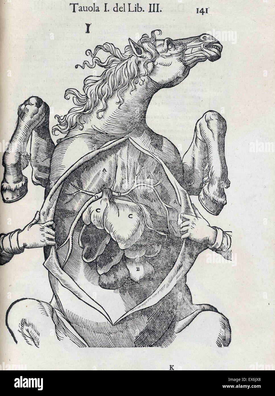 Equine anatomical Illustration from 'Anatomia del cavallo, infermità, et suoi rimedii'. Anatomy of a horse); (1618). by Carlo Ruini, (1530-1598) Stock Photo
