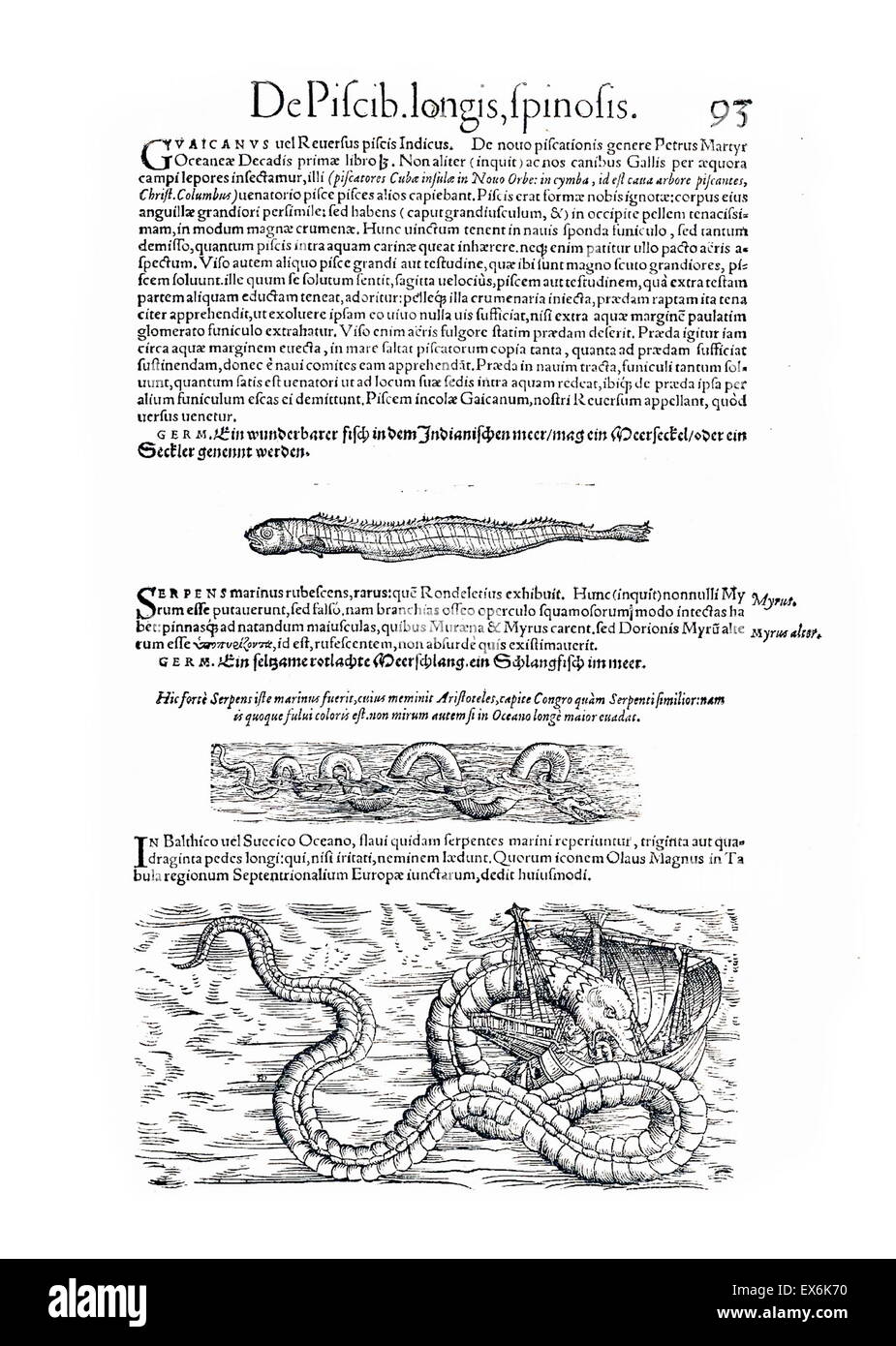 Illustration of sea monsters, from 'medici Tigurini Historiae animalium' Historia animalium 1564; a veterinary anatomical book, by Conradi Gesneri 1516-1569 Stock Photo