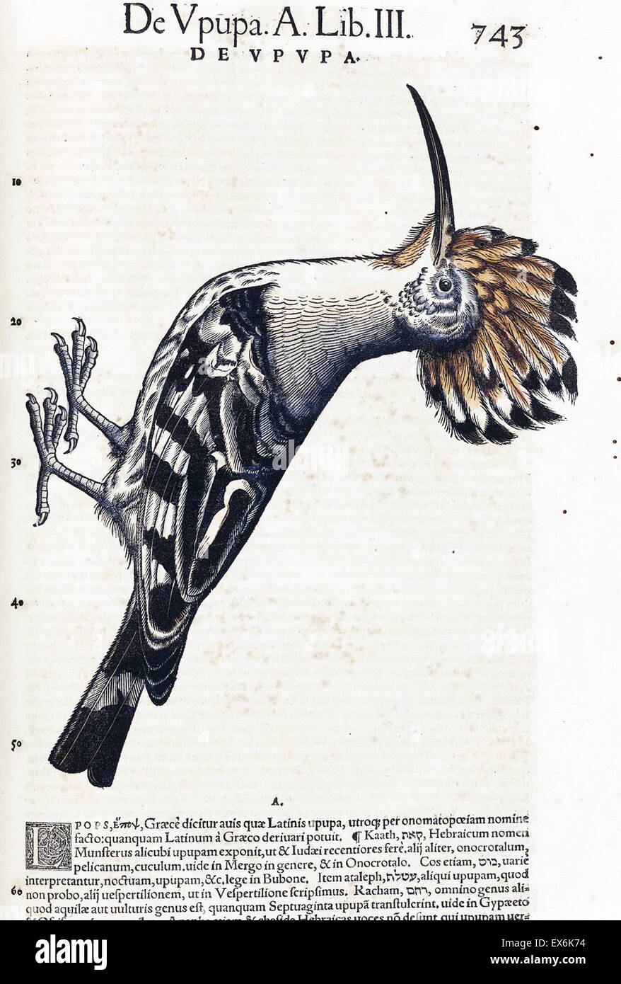 Illustration of a road runner bird, from 'medici Tigurini Historiae animalium' Historia animalium 1564; a veterinary anatomical book, by Conradi Gesneri 1516-1571 Stock Photo