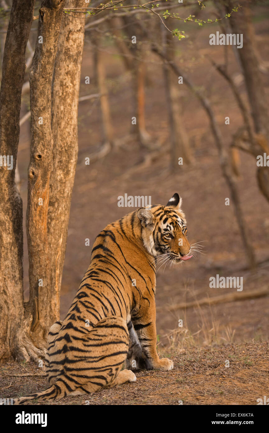 Tiger sitting in the dry deciduous forests of Ranthambhore national