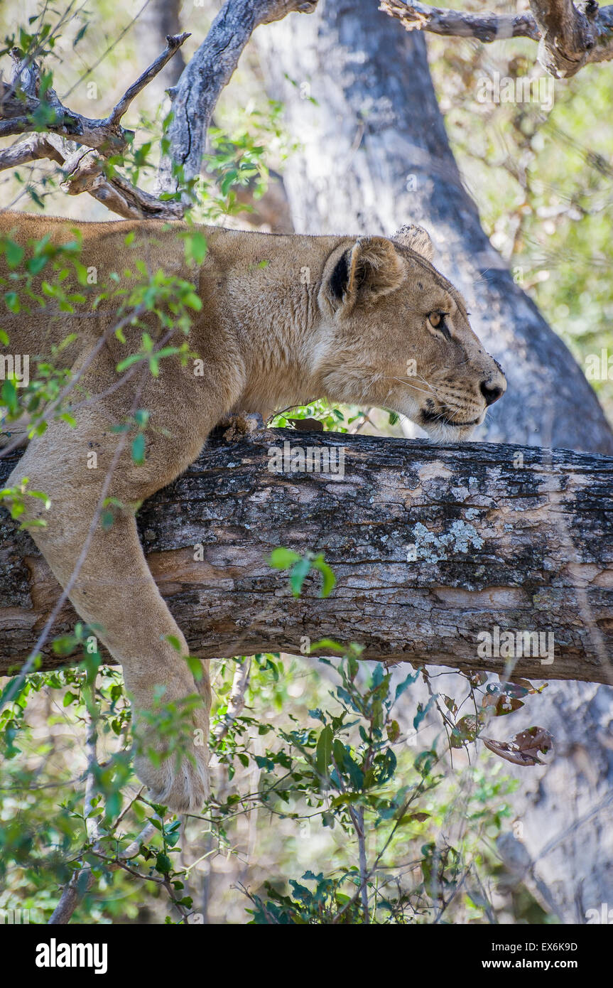 Lioness Sleeping in Tree, Okavango Delta, Botswana, Africa Stock Photo