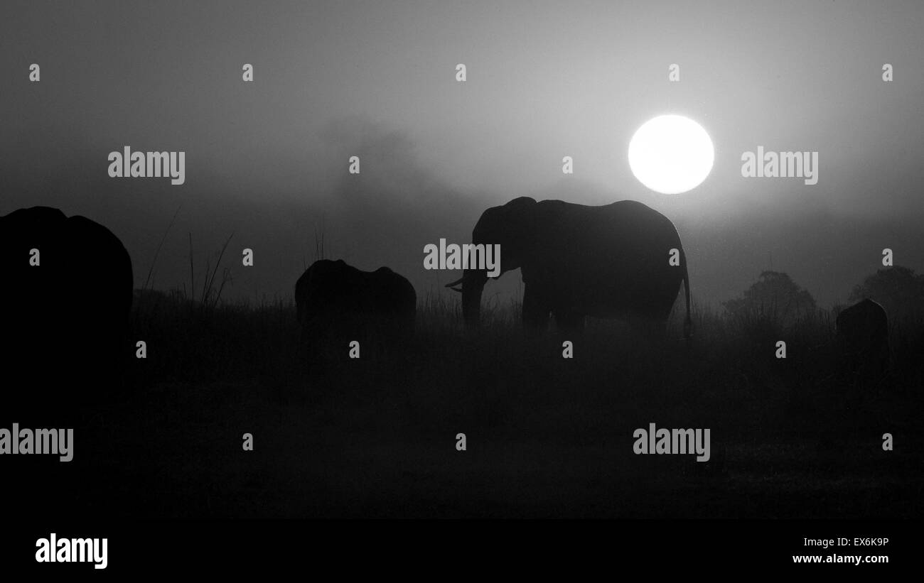 Elephant silhouette Black and White Stock Photos & Images - Alamy
