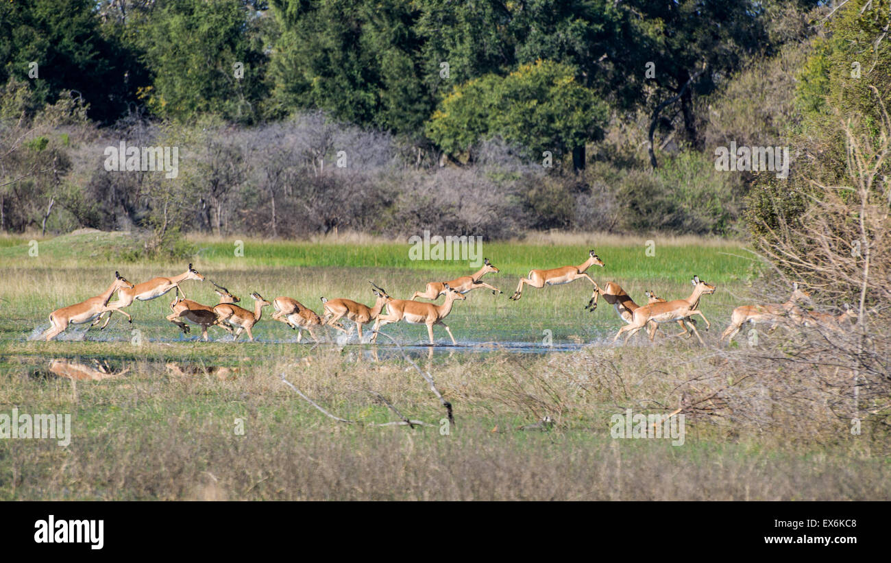 Impala (Aepyceros melampus) Herd Running Through Water, Okavango Delta, Botswana Stock Photo