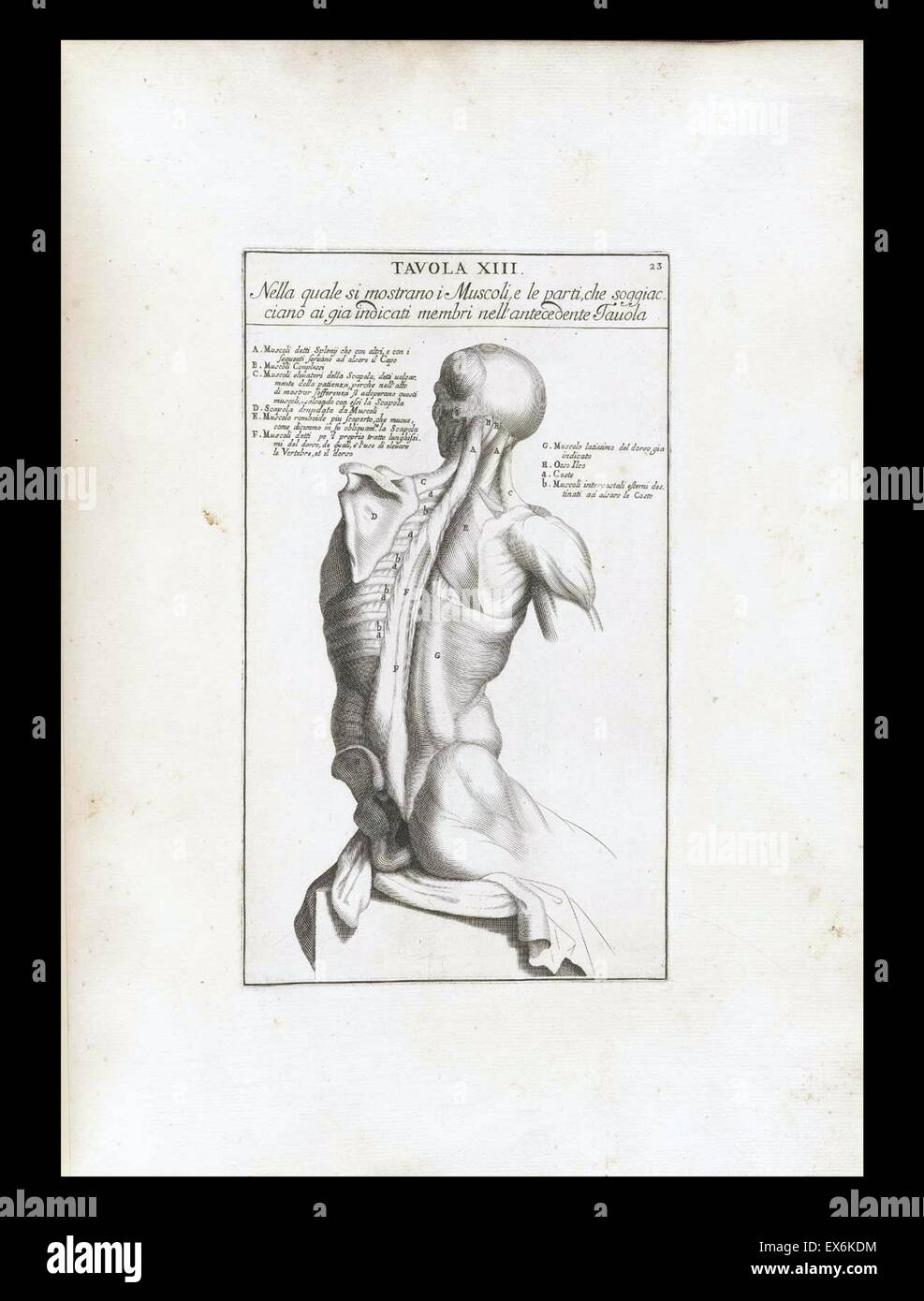 anatomical study by Bernardino Genga 'Anatomia per uso et intelligenza del disegno ricercata non solo su gl'ossi, e muscoli del corpo humano'. (Rome, 1691). Bernardino Genga (1620–1690) was a scholar of Classical medical texts, editing several works of Hi Stock Photo