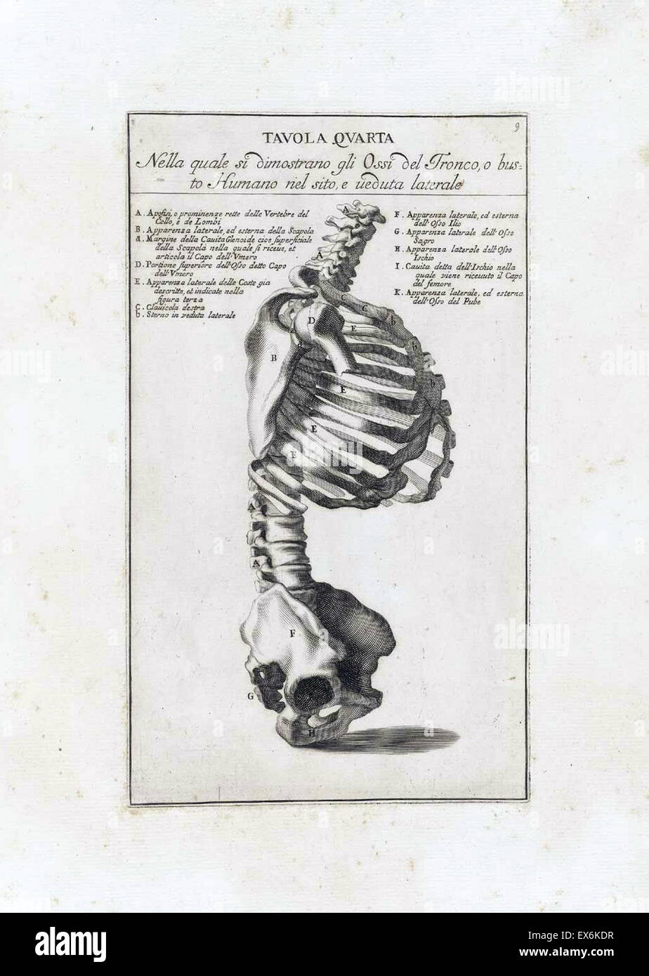 anatomical study by Bernardino Genga 'Anatomia per uso et intelligenza del disegno ricercata non solo su gl'ossi, e muscoli del corpo humano'. (Rome, 1691). Bernardino Genga (1620–1690) was a scholar of Classical medical texts, editing several works of Hi Stock Photo