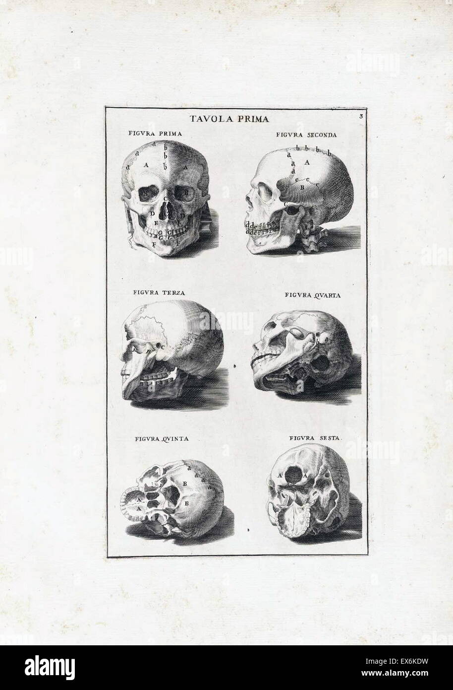 anatomical study by Bernardino Genga 'Anatomia per uso et intelligenza del disegno ricercata non solo su gl'ossi, e muscoli del corpo humano'. (Rome, 1691). Bernardino Genga (1620–1690) was a scholar of Classical medical texts, editing several works of Hi Stock Photo