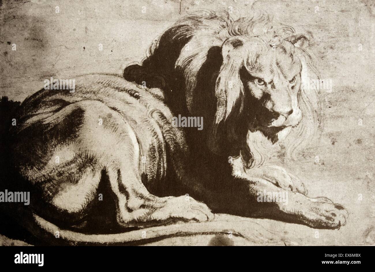 Black chalk and wash heightened with white illustration of a Lion. Dated 1618 Stock Photo