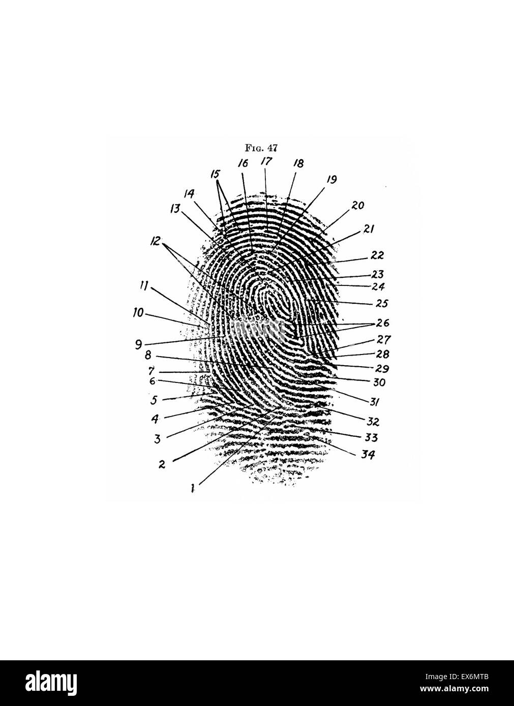 Fingerprint diagram, 1940 Frederick Kuhne, The Finger Print Instructor…Based upon the Sir E. R. Henry System of Classifying and Filing Stock Photo