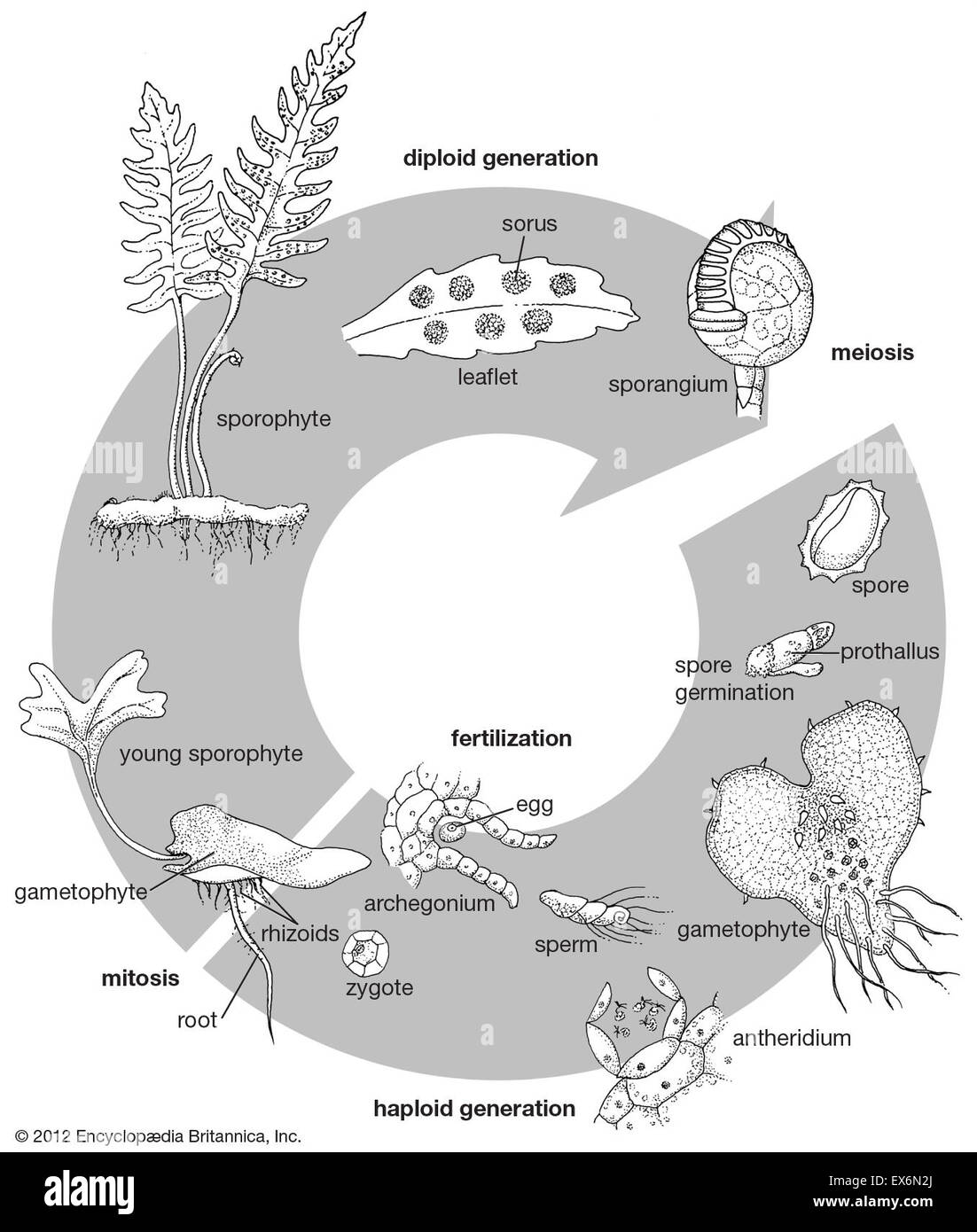 Fern life cycle Stock Photo Alamy