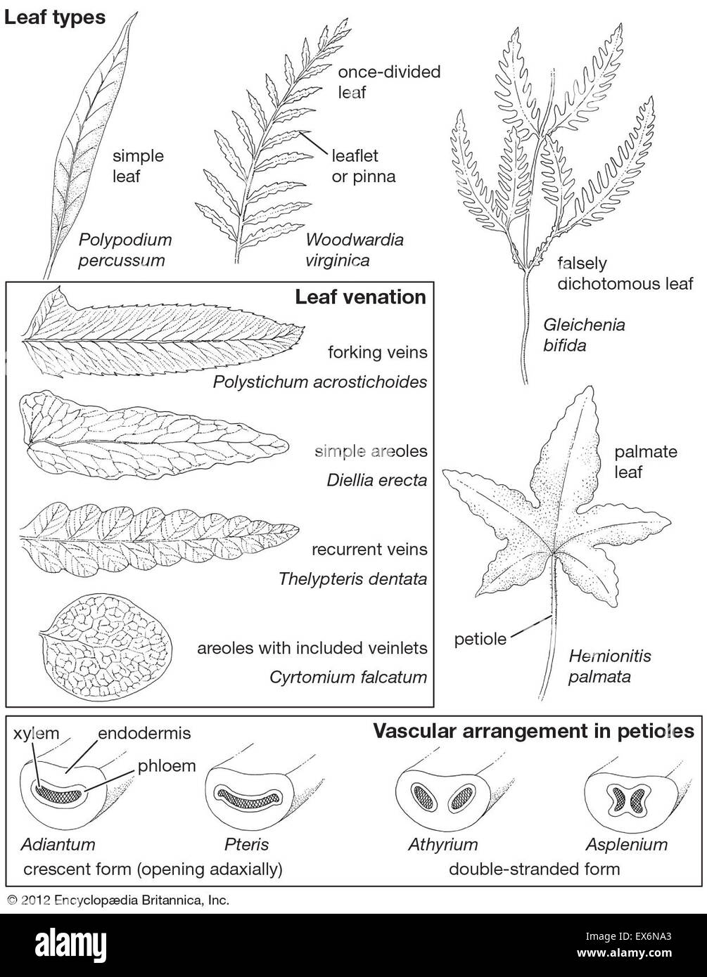Leaf types diagrams plants botany fern leaf hires stock photography