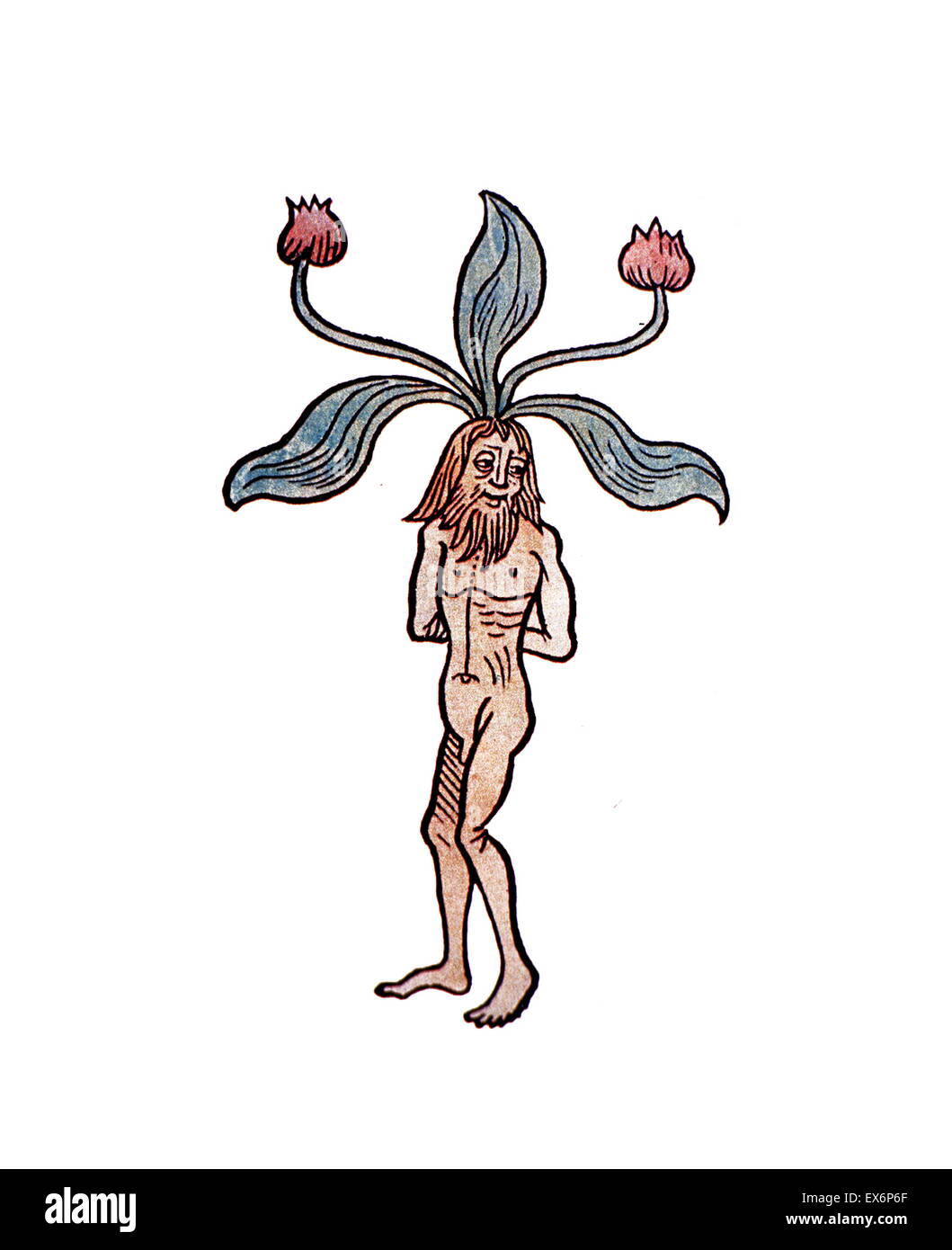 Mandrake Character Stock Illustrations – 163 Mandrake Character Stock  Illustrations, Vectors & Clipart - Dreamstime