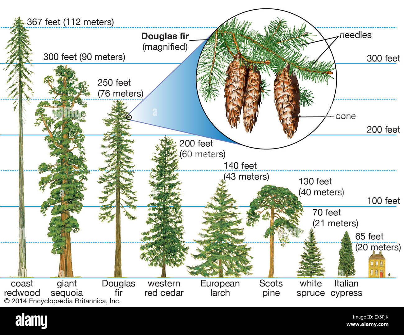 Heights of different conifers Stock Photo