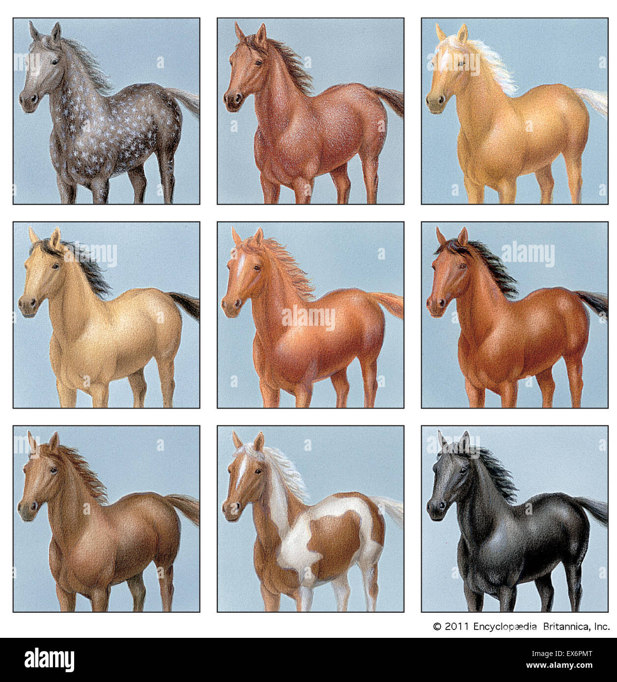 Common horse colors Stock Photo