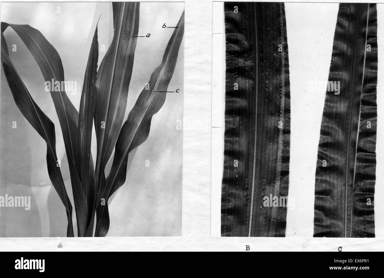 Corn stalk specimen researched in 1942 by Barbara McClintock (1902-1992)the American geneticist who won the 1983 Nobel Prize in Physiology or Medicine for her discovery of genetic transposition Stock Photo