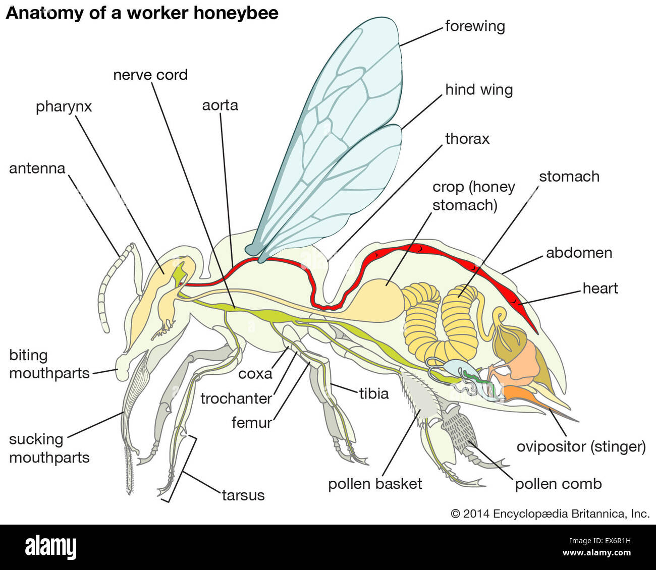 Anatomy of a worker honeybee Stock Photo