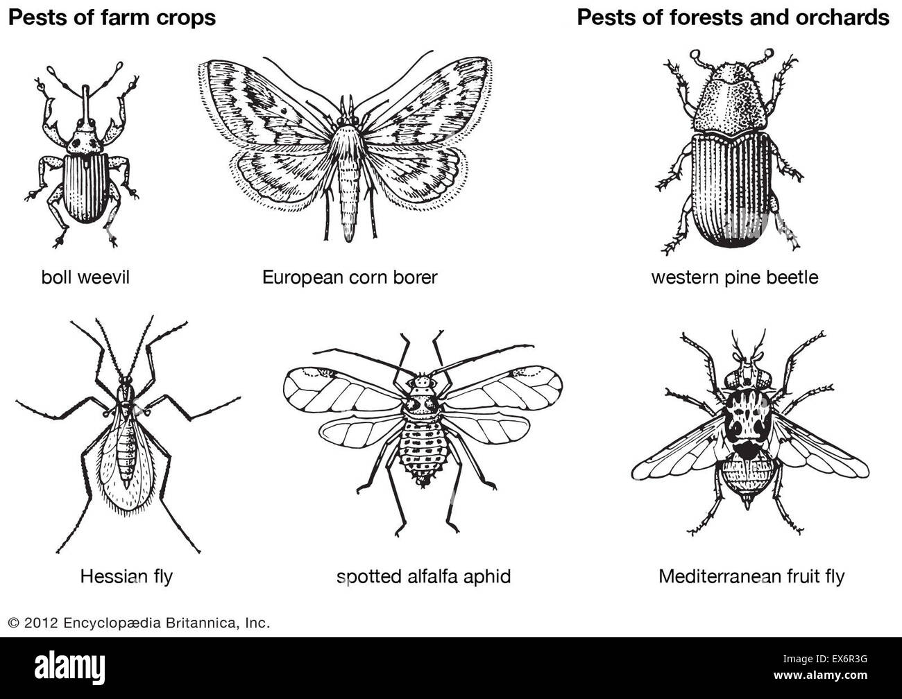 Insect pests of farm crops, forests, and orchards Stock Photo