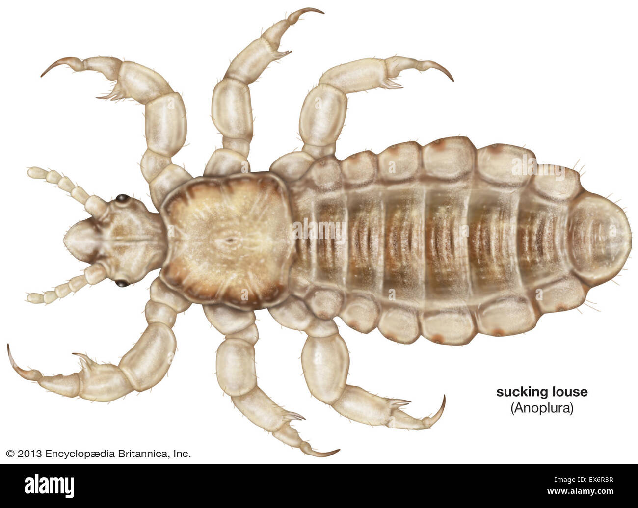 Human head louse Stock Photo