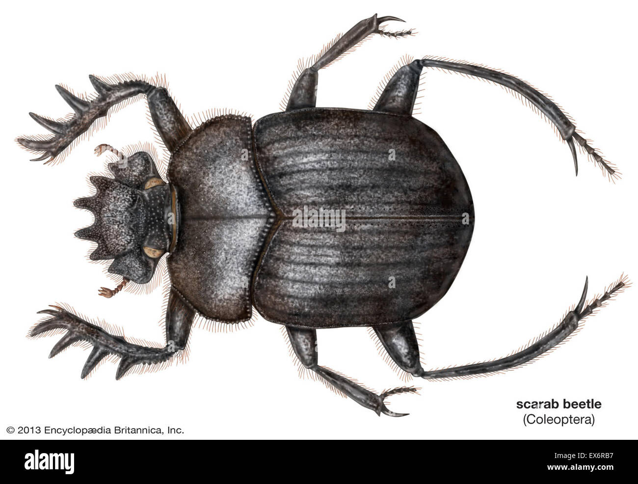 Sacred scarab beetle Stock Photo