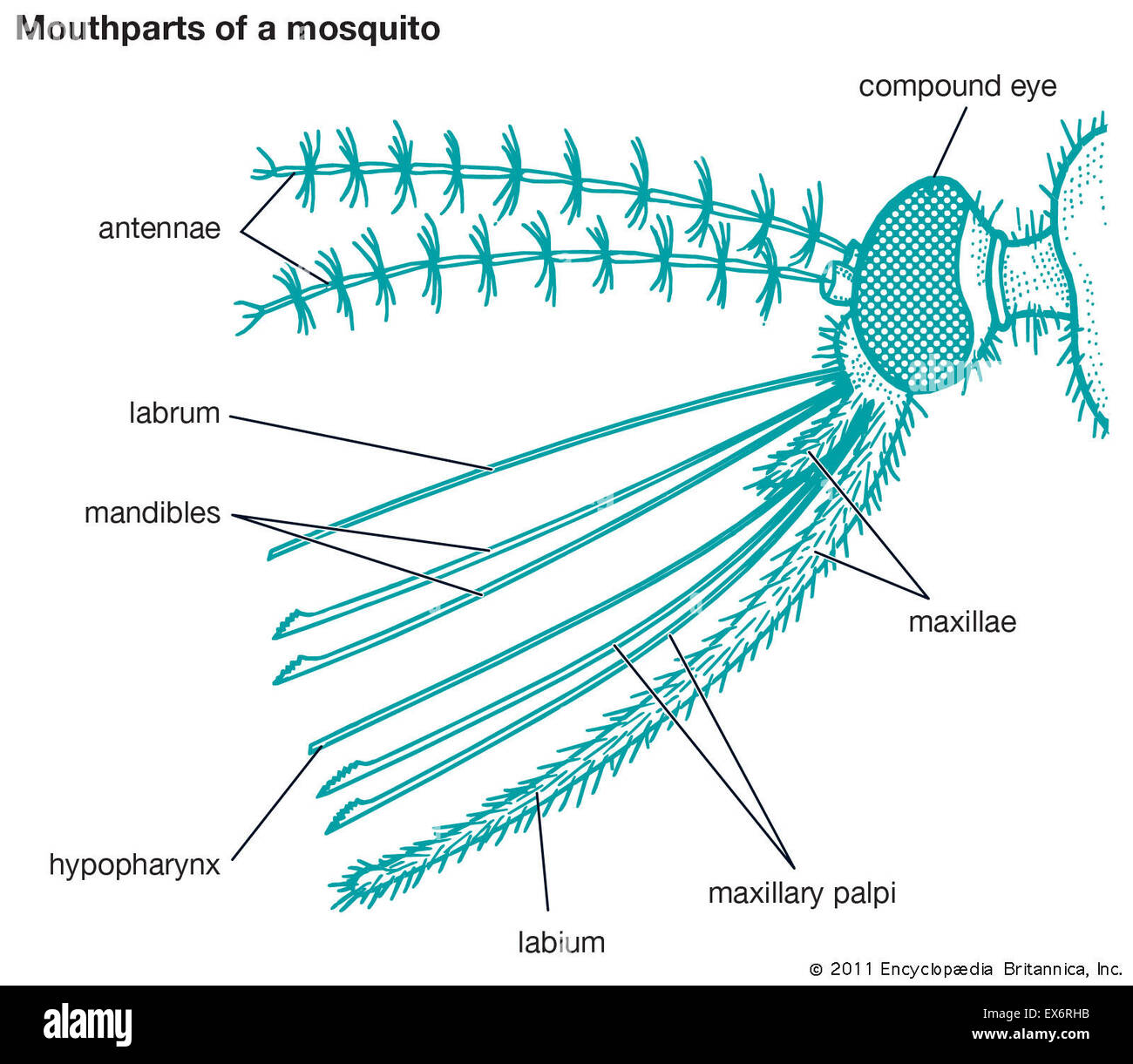 Mouthparts of a mosquito Stock Photo
