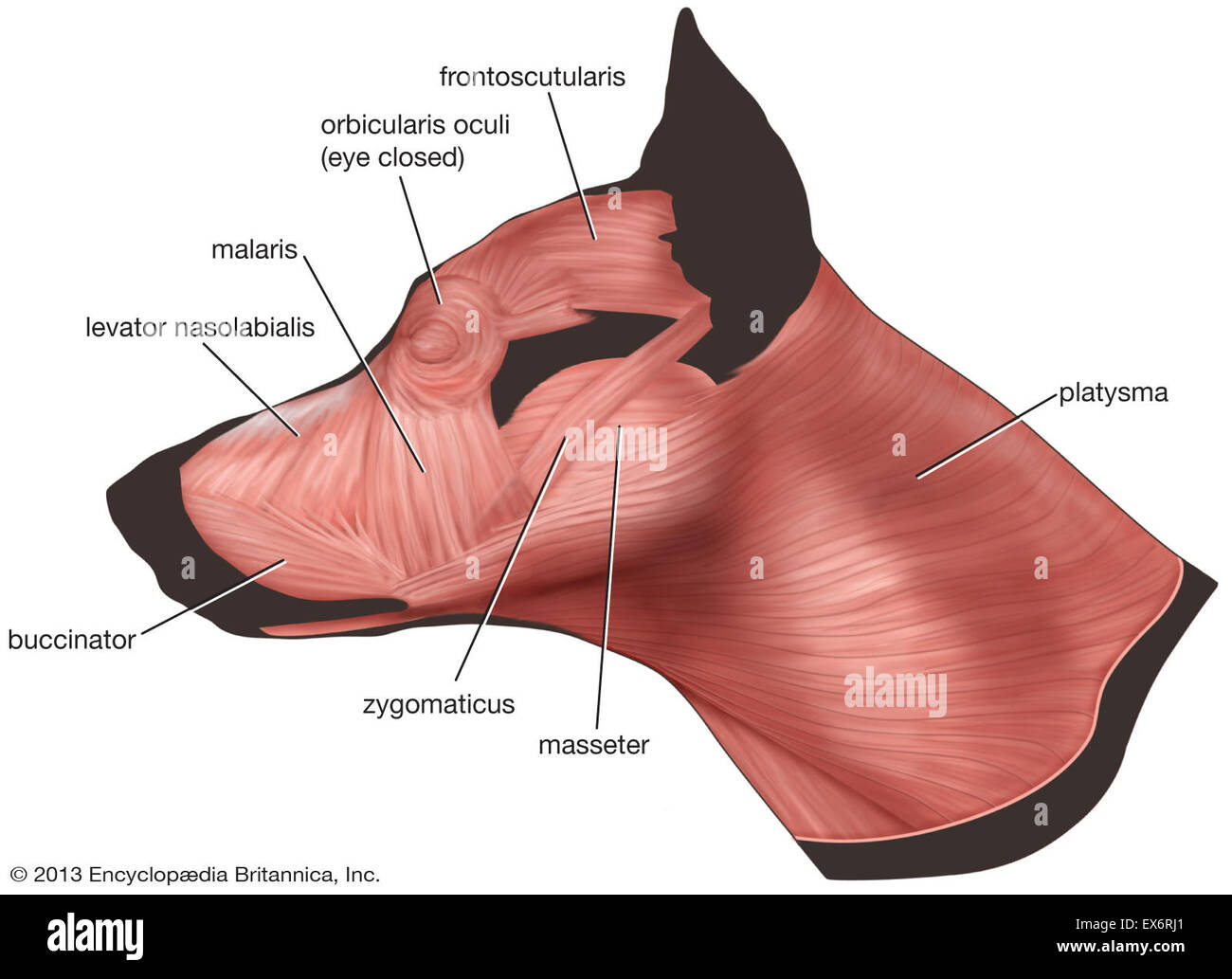 What Muscles Do Dogs Use To Walk